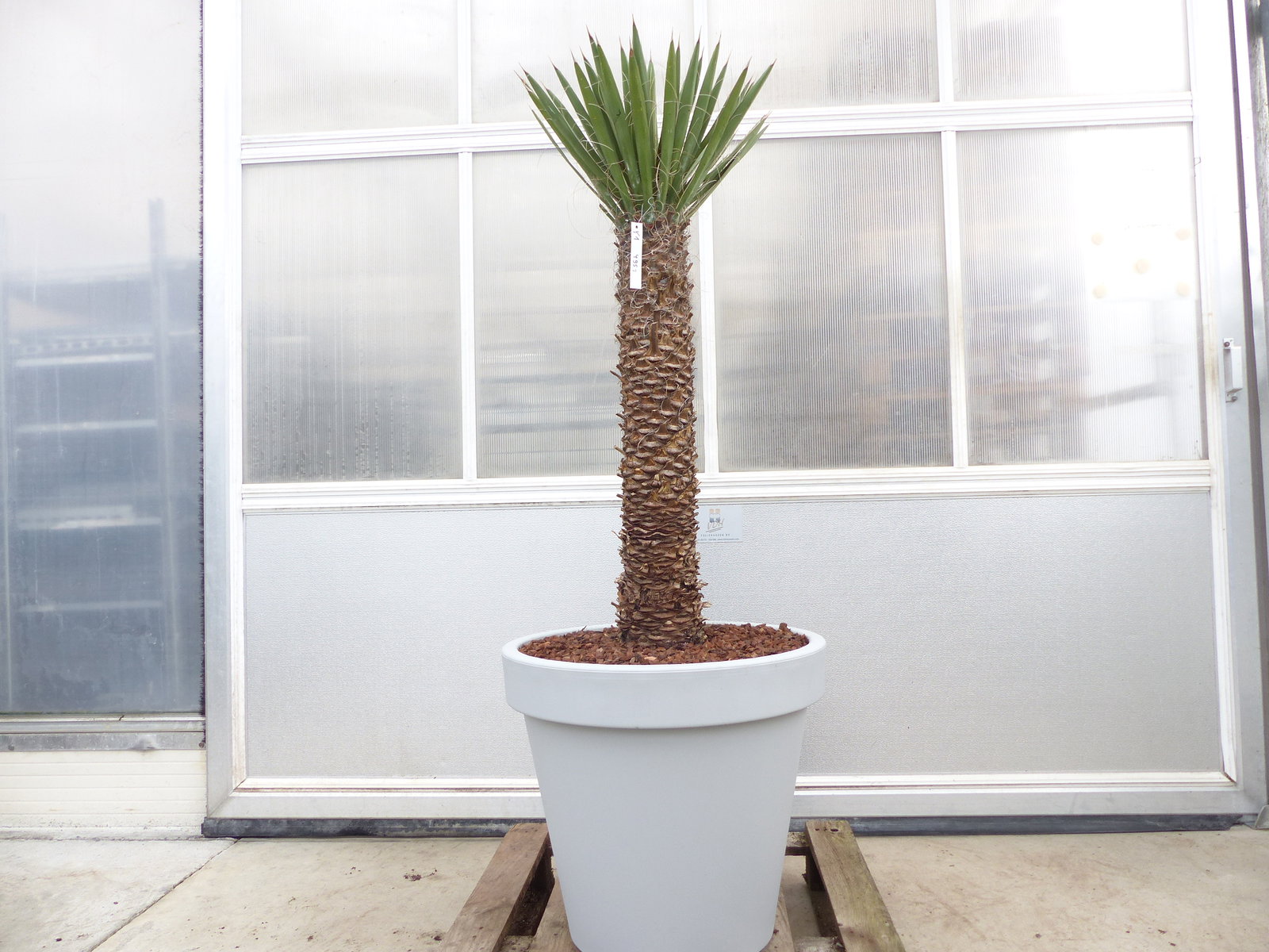 Yucca Filifera, 158 cm Stamm 78 cm Tambasi Yucca, winterhart -13 Grad