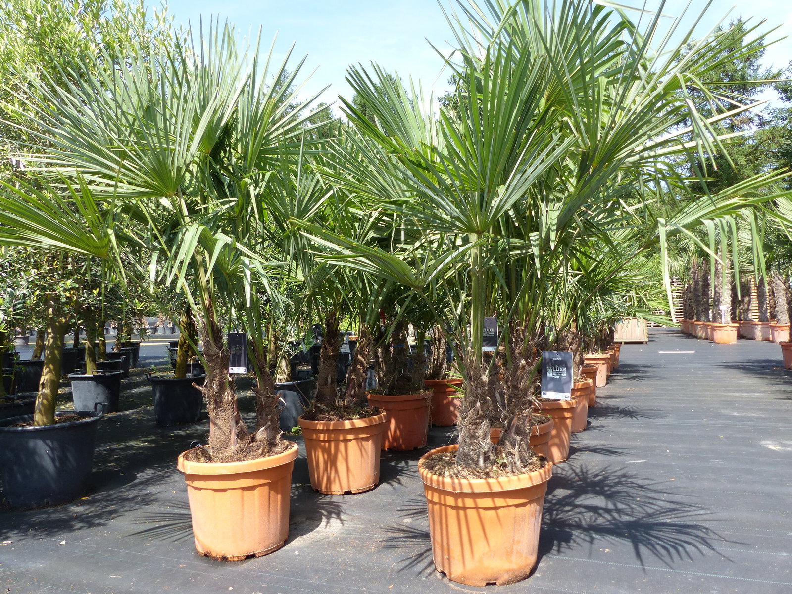 Palmengruppe Trachycarpus Fortunei Palme mehrstämmig, winterhart 220 cm