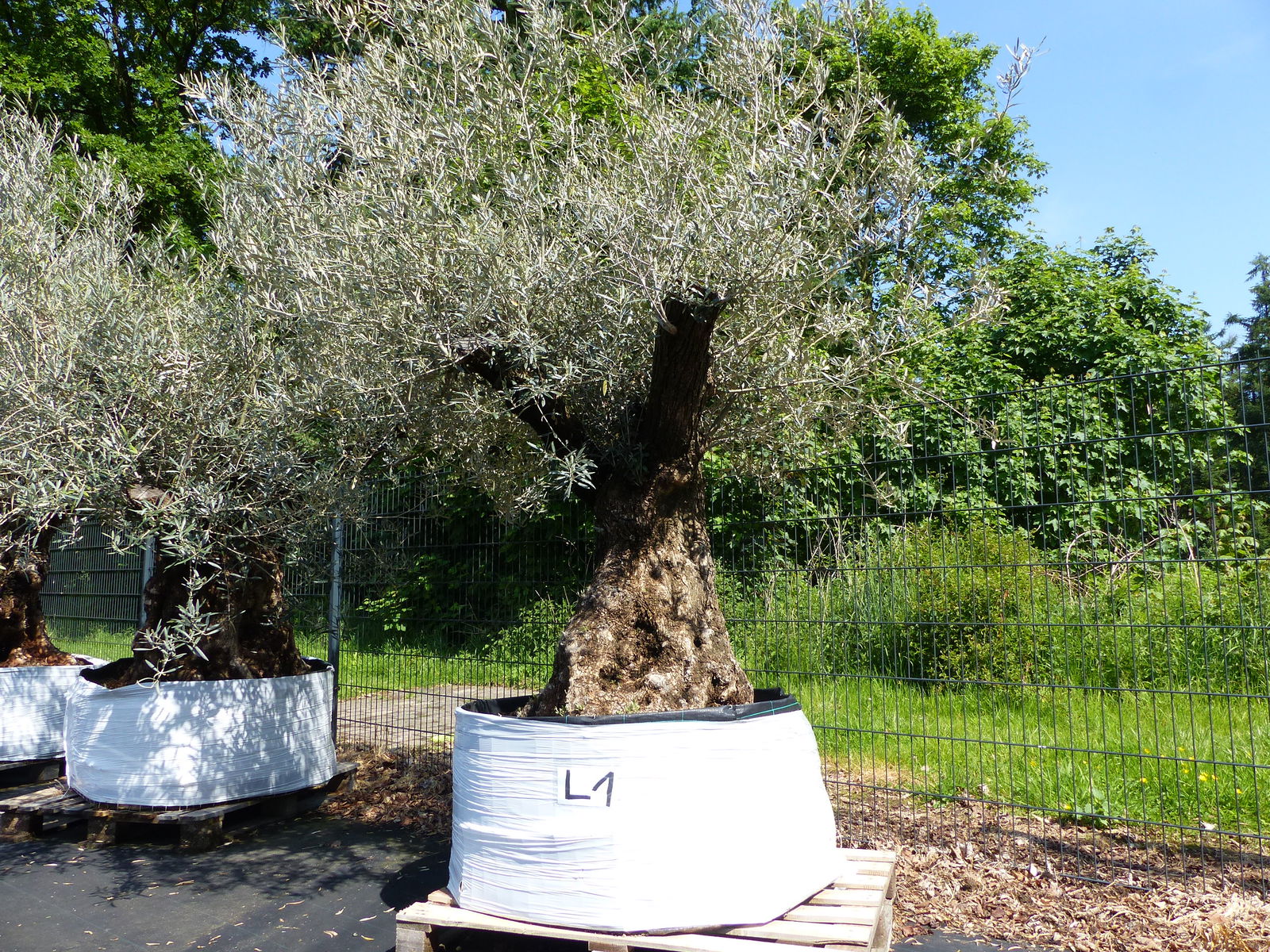 genau dieser Baum L1 Olivenbaum 250 cm, knorrige alte urige Olive winterhart
