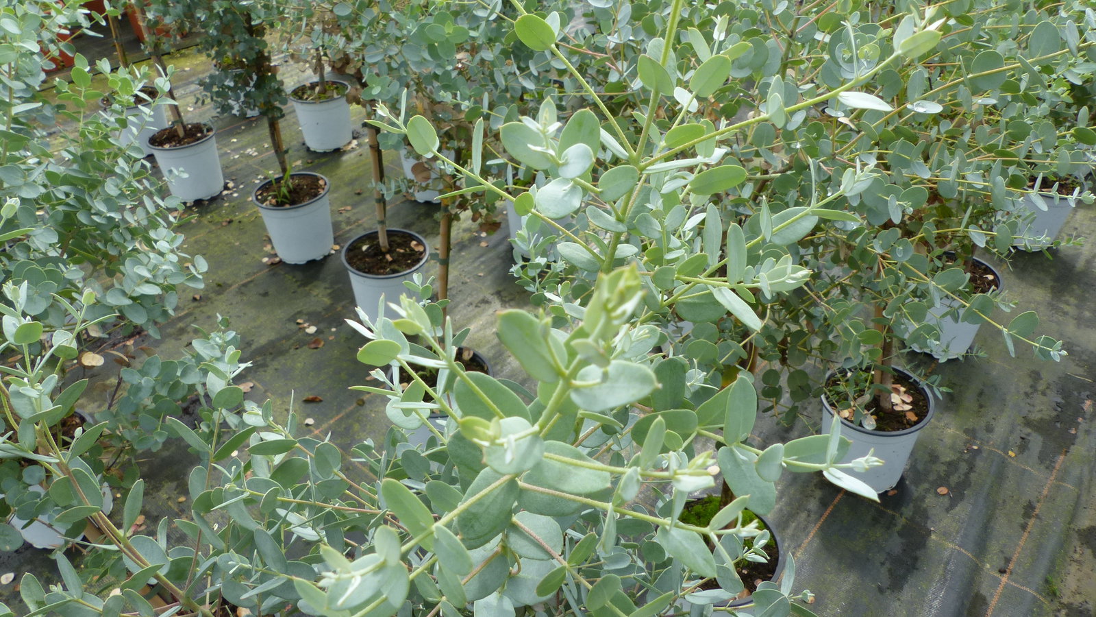 Eucalyptus Gunni Stamm Eukalyptusbaum, 70 - 90 cm, Pflanze winterhart