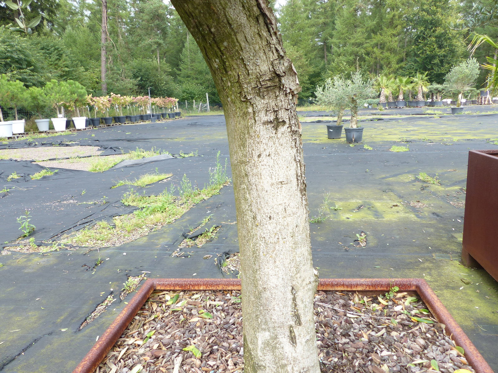 genau dieser Olivenbaum 195 cm Olea Europaea Pon Pon Olive winterhart im Cortenstahlkübel 70 x 70 cm