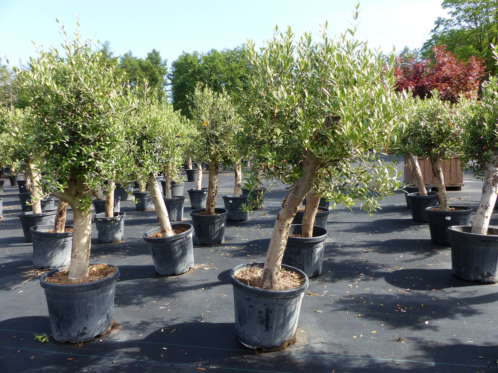 Olivenbaum Olive "Angebot" 150 - 180 cm, beste Qualität, winterhart, Olea Europaea
