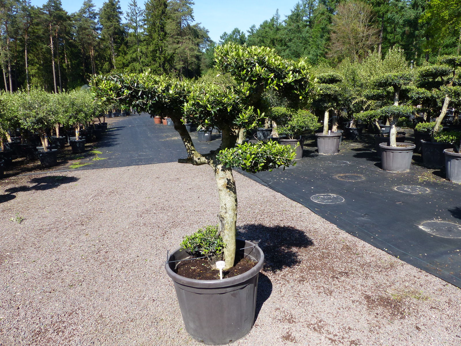 Olivenbaum Pon Pon 170/175 cm Bonsai Formgehölz Gartenbonsai Formschnitt winterhart