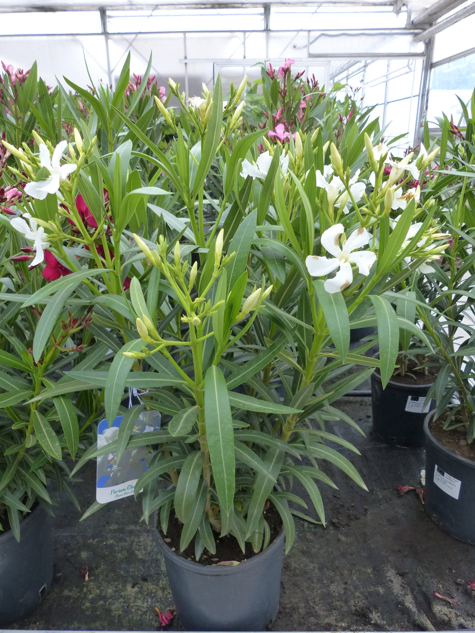 Oleander Busch 80 cm Nerium Rosenlorbeer Premium rot, rosa oder weiß