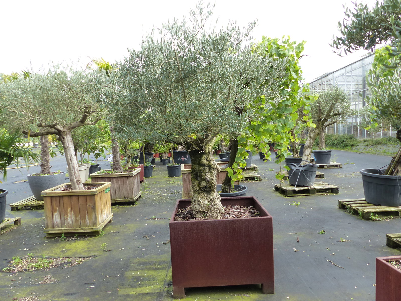 genau dieser Olivenbaum 245 cm Olea Europaea verzweigte Olive winterhart im Cortenstahlkübel 90 x 90 cm