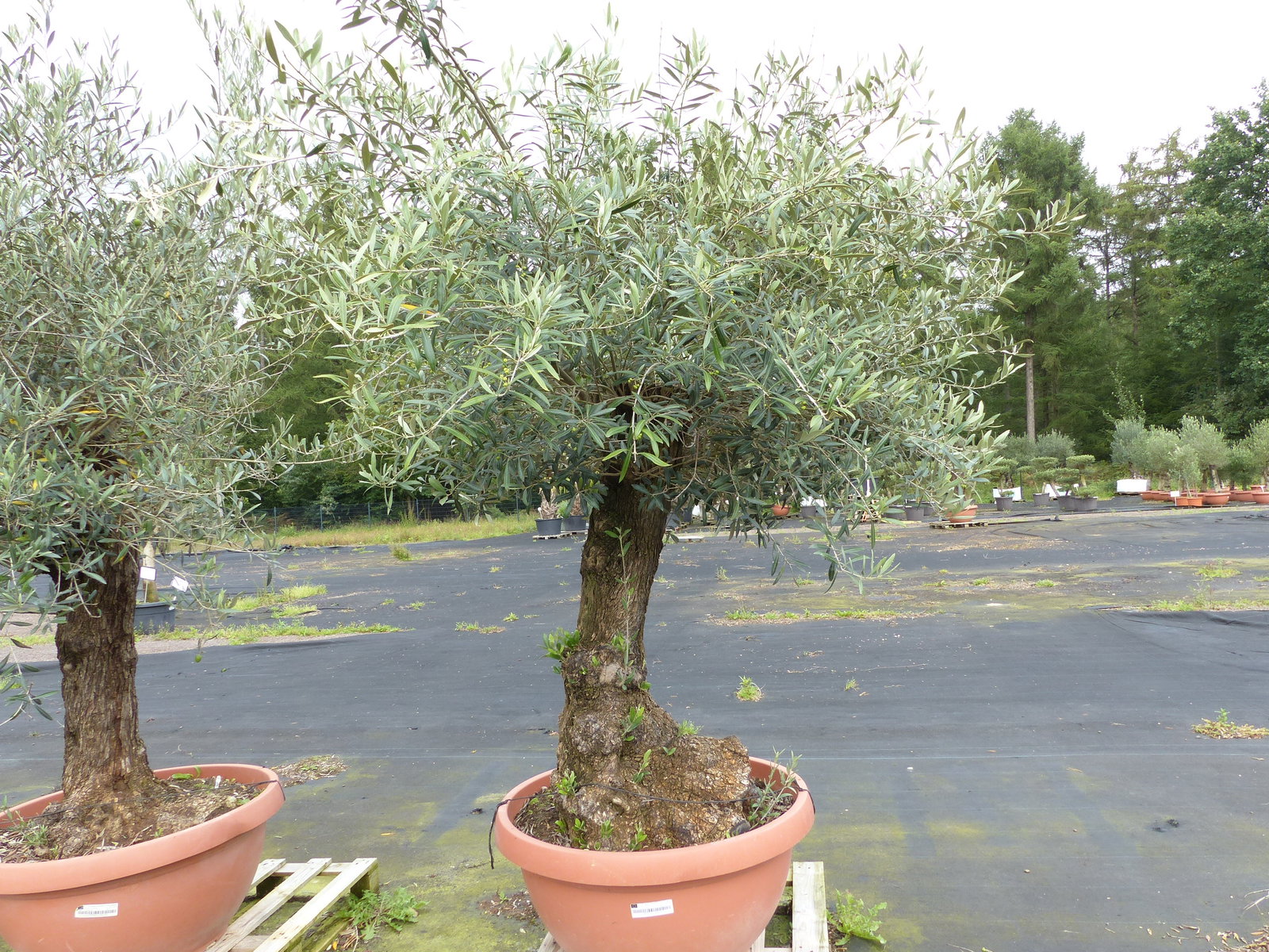genau dieser Olivenbaum verzweigt Hojiblanca 240 cm winterharte Olive, Olea europaea