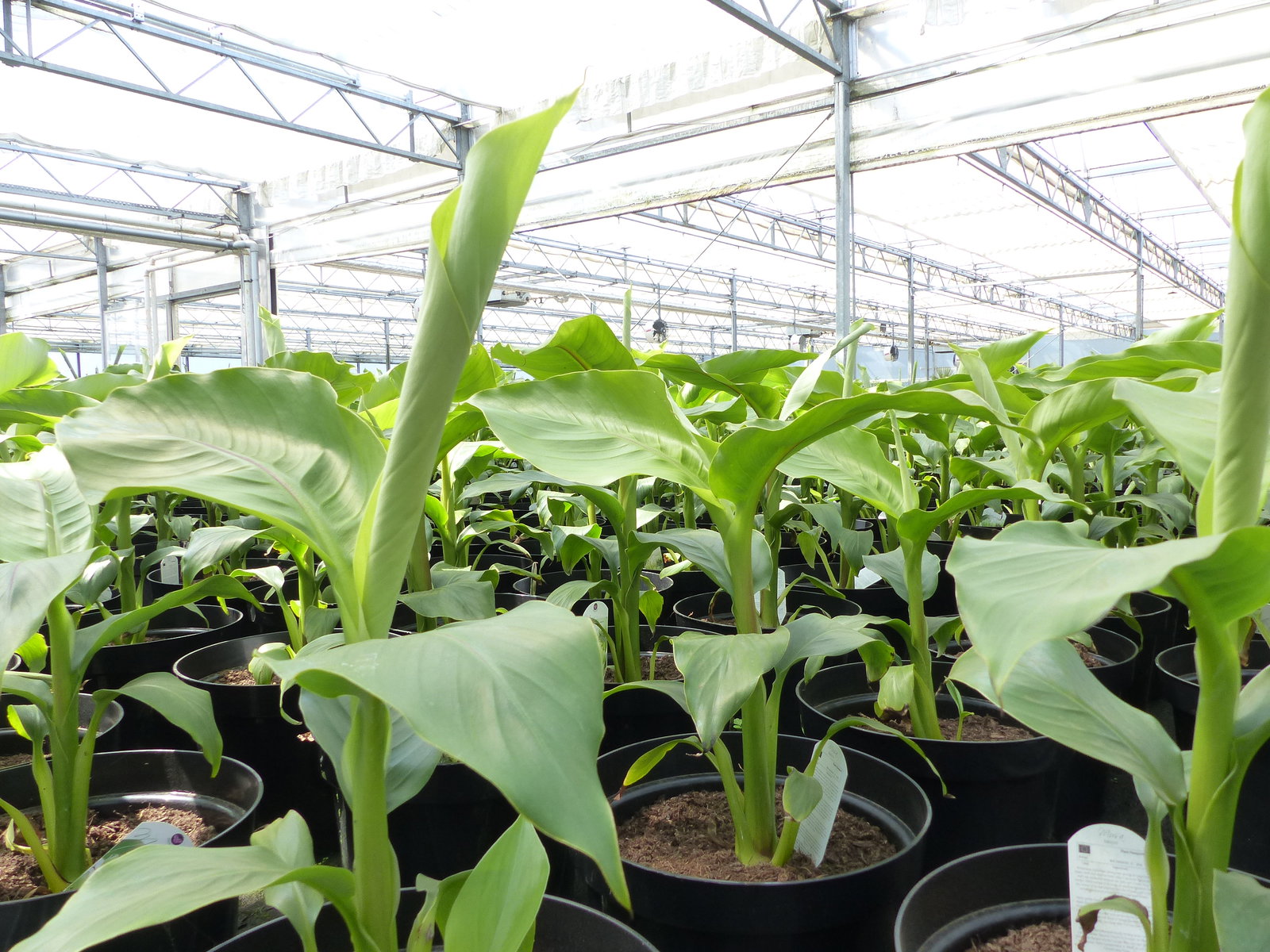2 Stück Bananenstaude Musa Basjoo 60 - 80 cm winterhart Staude japanische Faserbanane