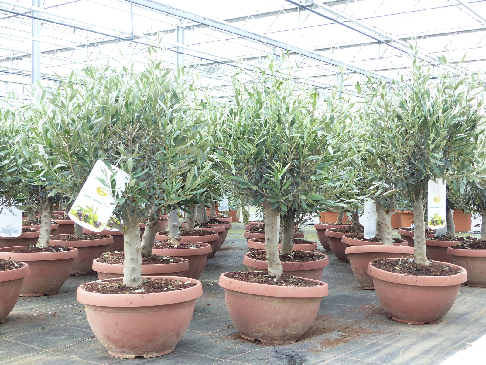 Olivenbaum Bonsai 70 - 90 cm Formgehölz, Olive winterhart, Olea europaea