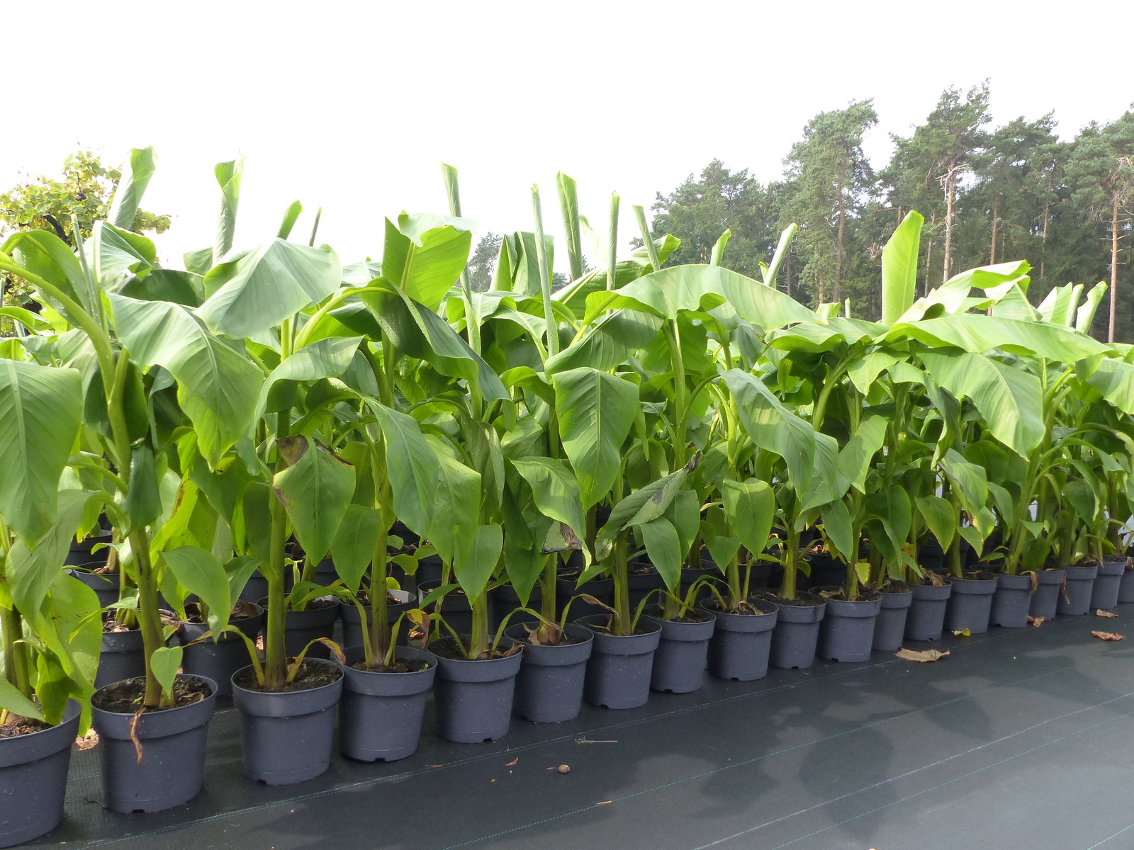 Bananenstaude Banane Musa Basjoo 120 - 150 cm winterhart Staude japanische Faserbanane
