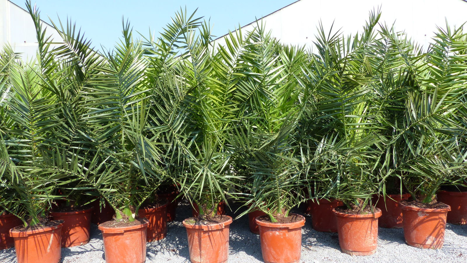 10 Stück Palme XXL 190 - 230 cm Phoenix canariensis, kanarische Dattelpalme, 