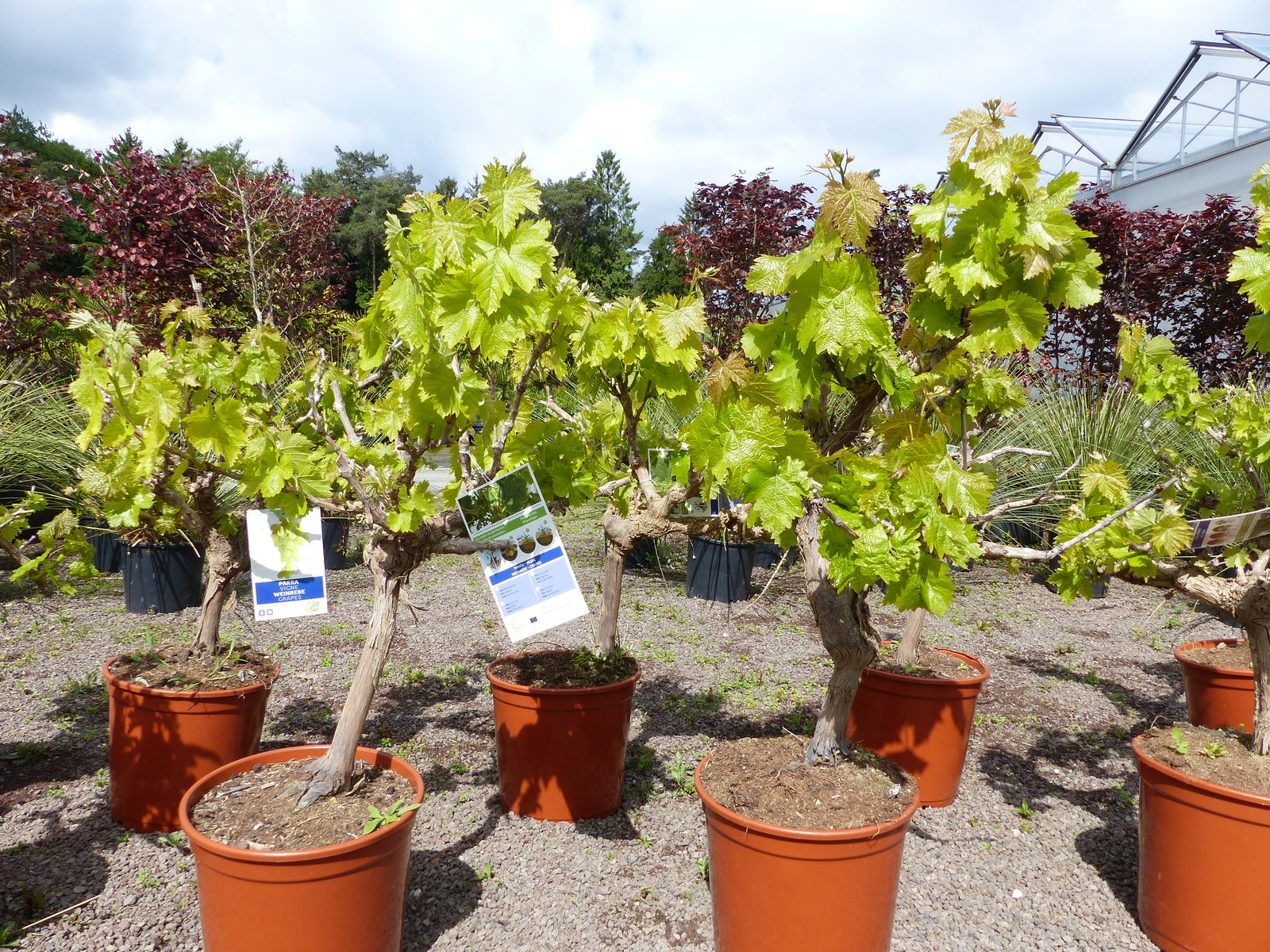 Vitis Vinifera kernlos rote & helle Trauben Weinstock, knorrige Weinrebe, Weintraube