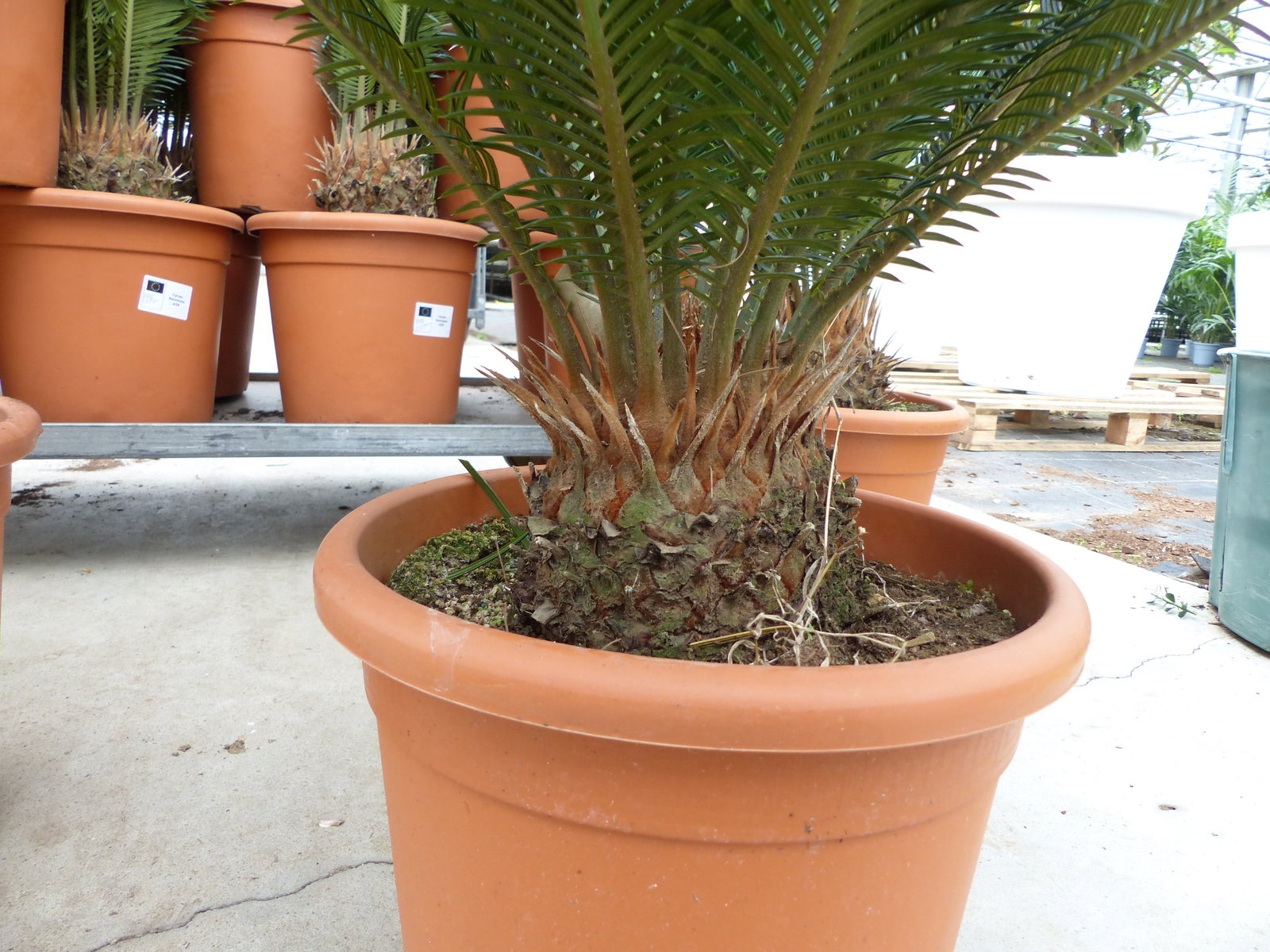 XL Premium Palmfarn 70 - 90 cm Cycas Revoluta Sagopalme Palme, innen + außen