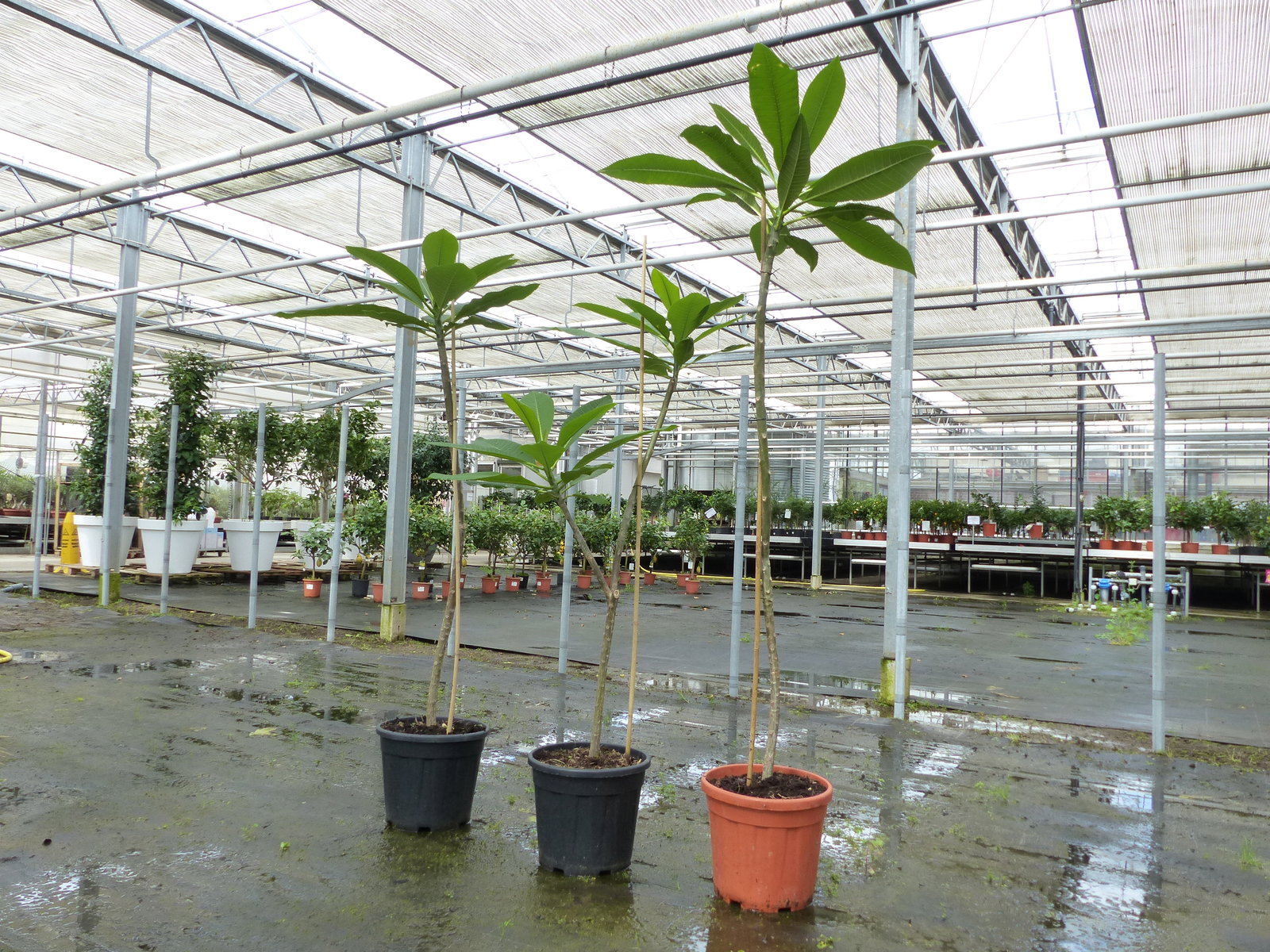 Plumeria rubra Santagata | Frangipani | Tempelbaum | Pagodenbaum | 160 - 190 cm