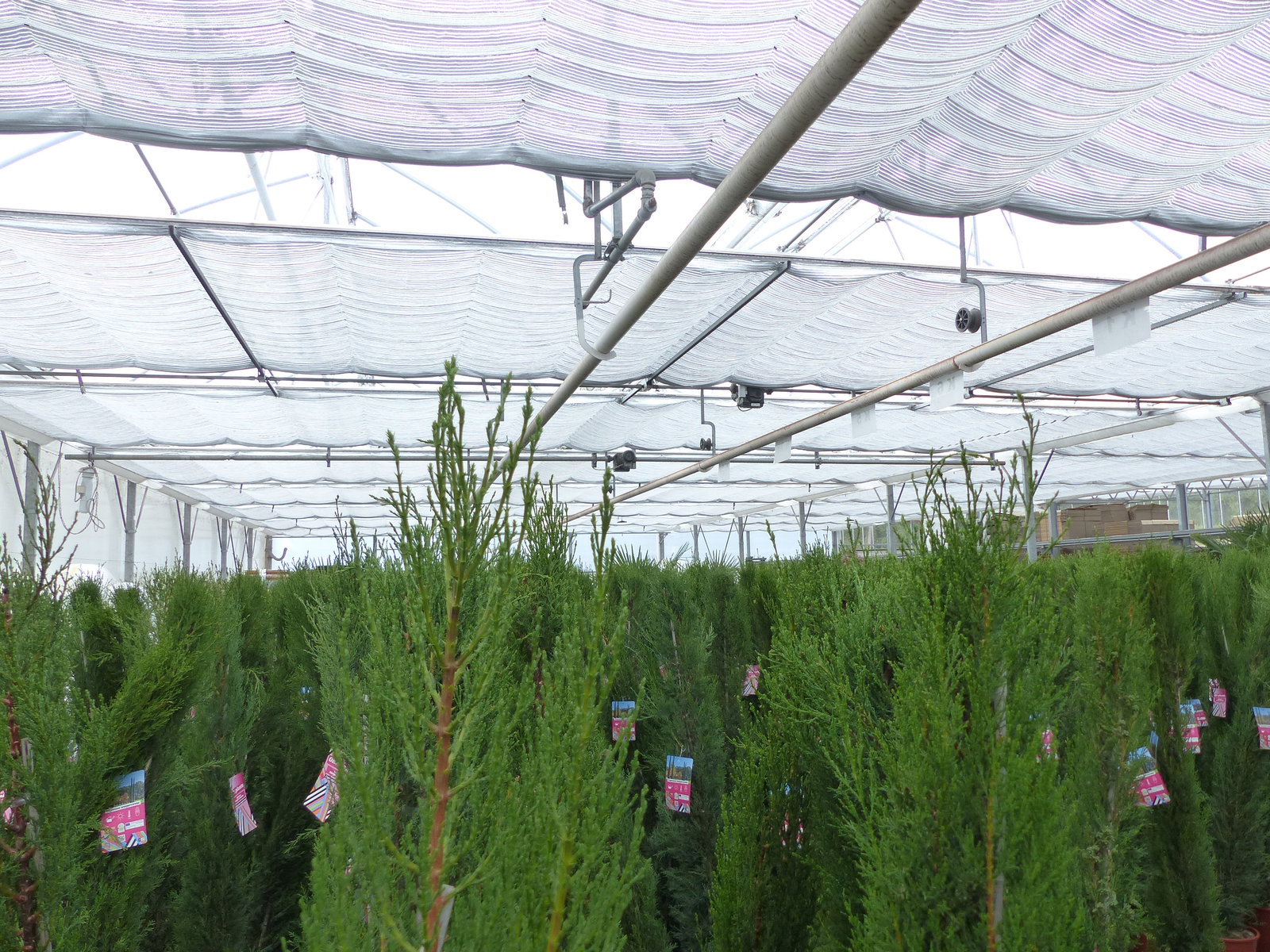 1x Mittelmeerzypresse 200 cm Säulen Toskana Zypressen Zypresse Cupressus Semper.
