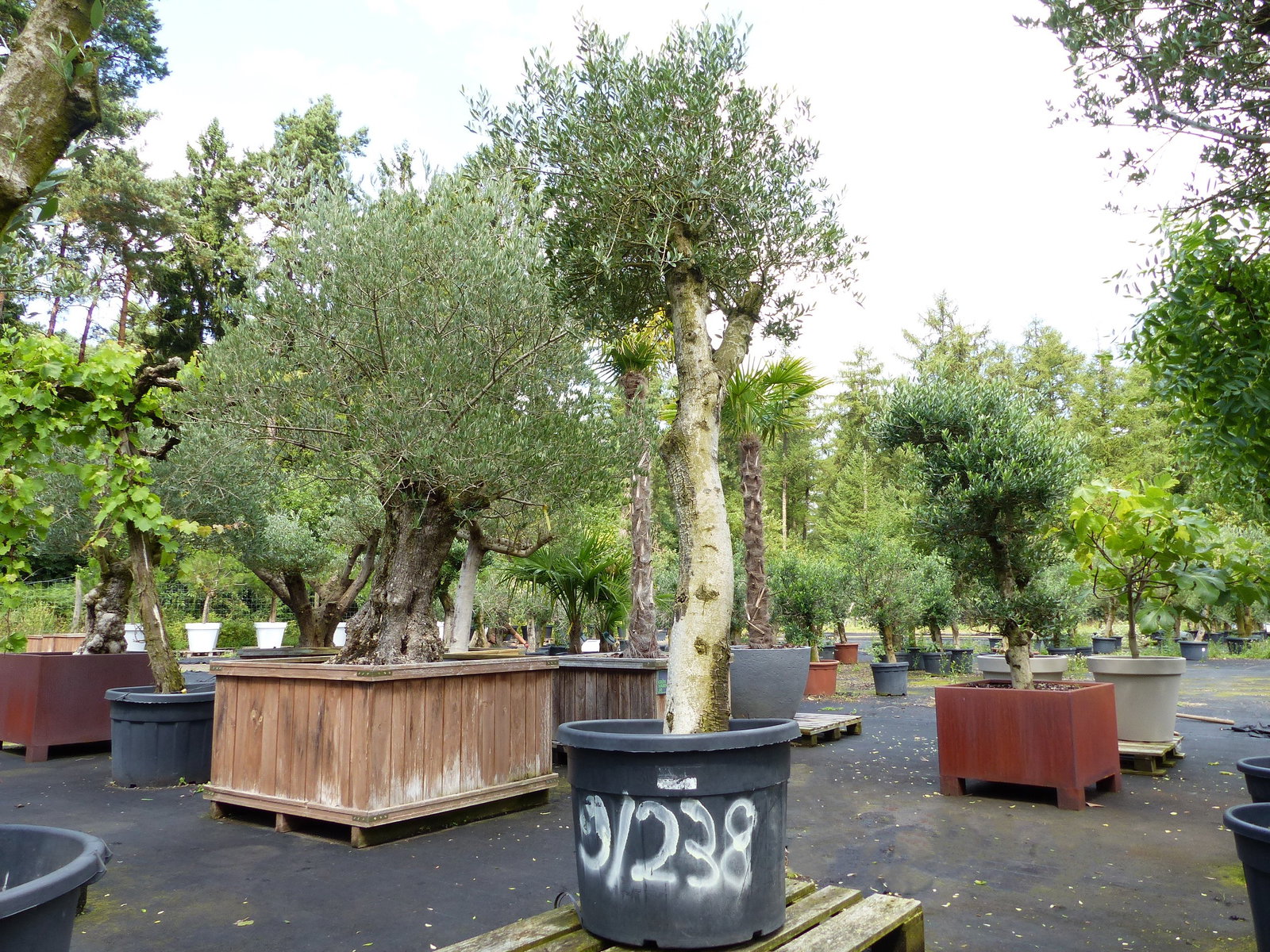 exakt dieser Baum Nr. 0/238 , 260 cm, Olivenbaum 'Angebot' verzweigte Olive winterhart