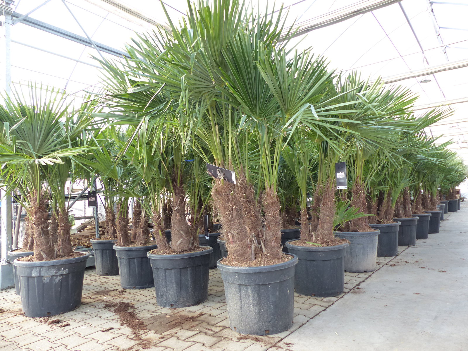 Trachycarpus Fortunei Gruppe mehrstämmig Palme, winterhart 220 - 260 cm Palmengruppe 3 - 5 Stämme