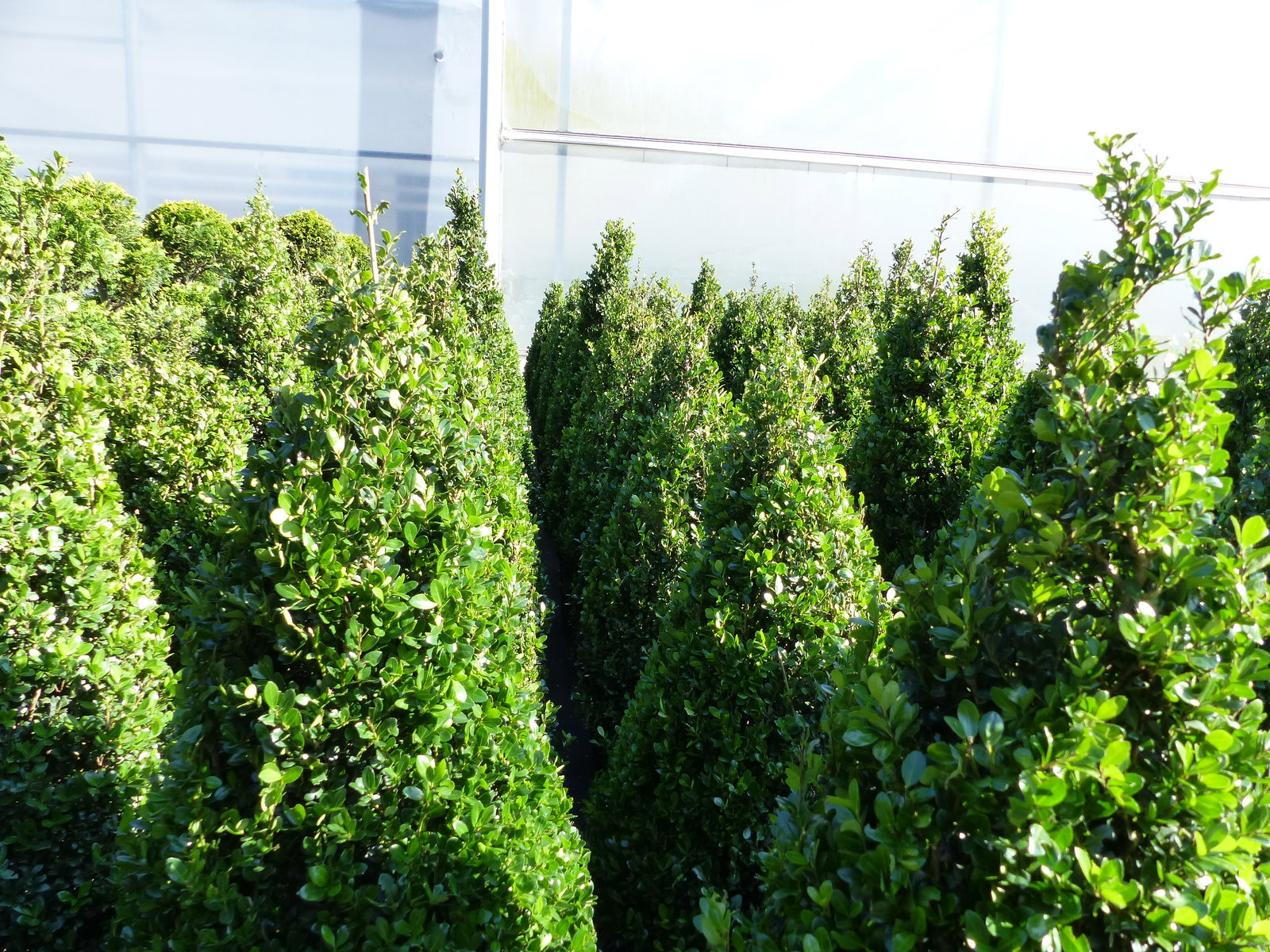 2 Stück Ilex crenata Caroline Upright Pyramide 130 - 150 cm Kegel Buchsbaum Ersatz winterhart + robust