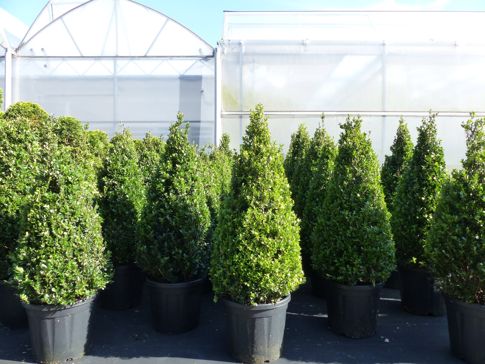 2 Stück Ilex crenata Caroline Upright Pyramide 130 - 150 cm Kegel Buchsbaum Ersatz winterhart + robust