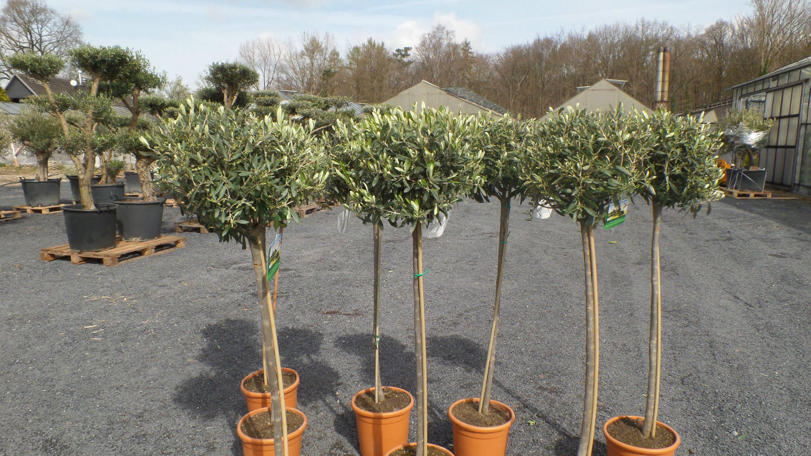 Olivenbaum Olive 160 - 180 cm Hochstamm, beste Qualität, winterhart