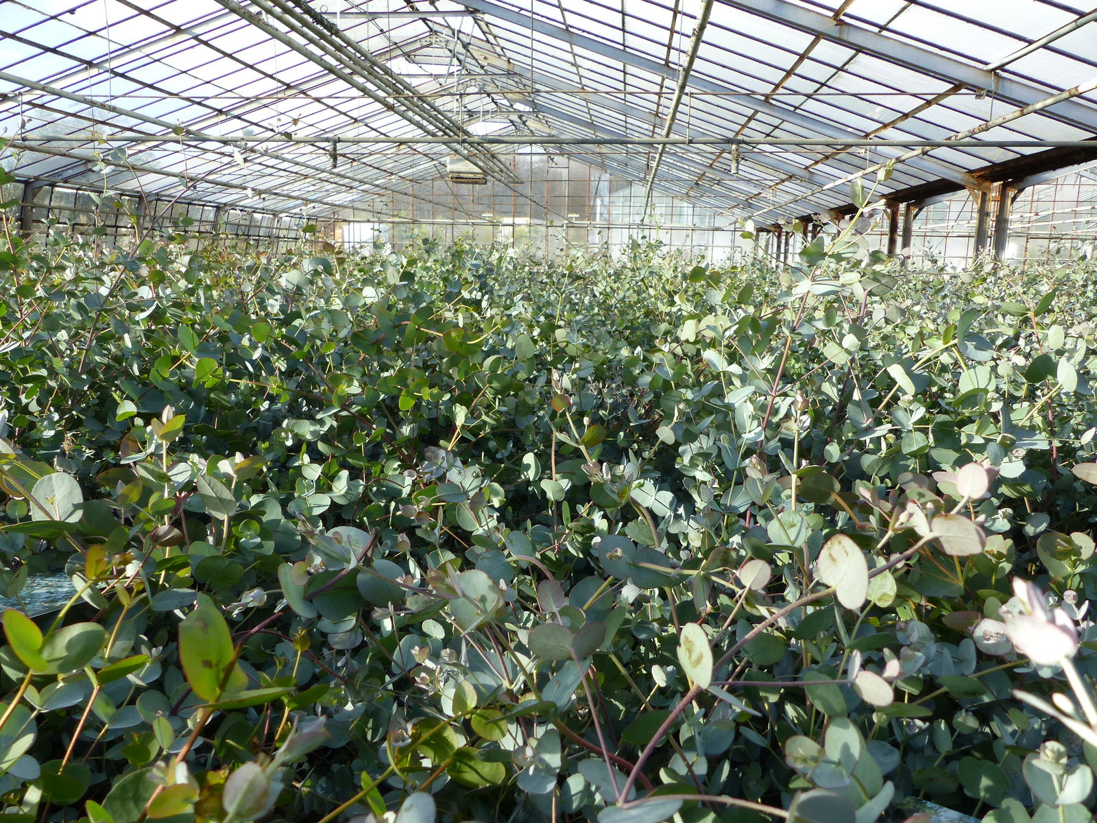 2x XXL Eucalyptus Busch Eukalyptusbaum 40 - 60 cm, Pflanze winterhart