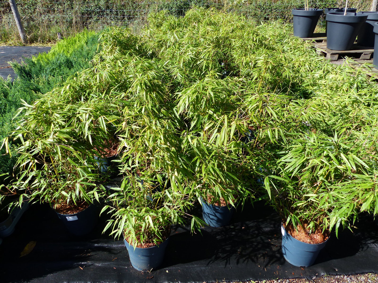 10 Stück Bambus Fargesia Rufa 70 - 80 cm Schirmbambus Gartenbambus winterhart