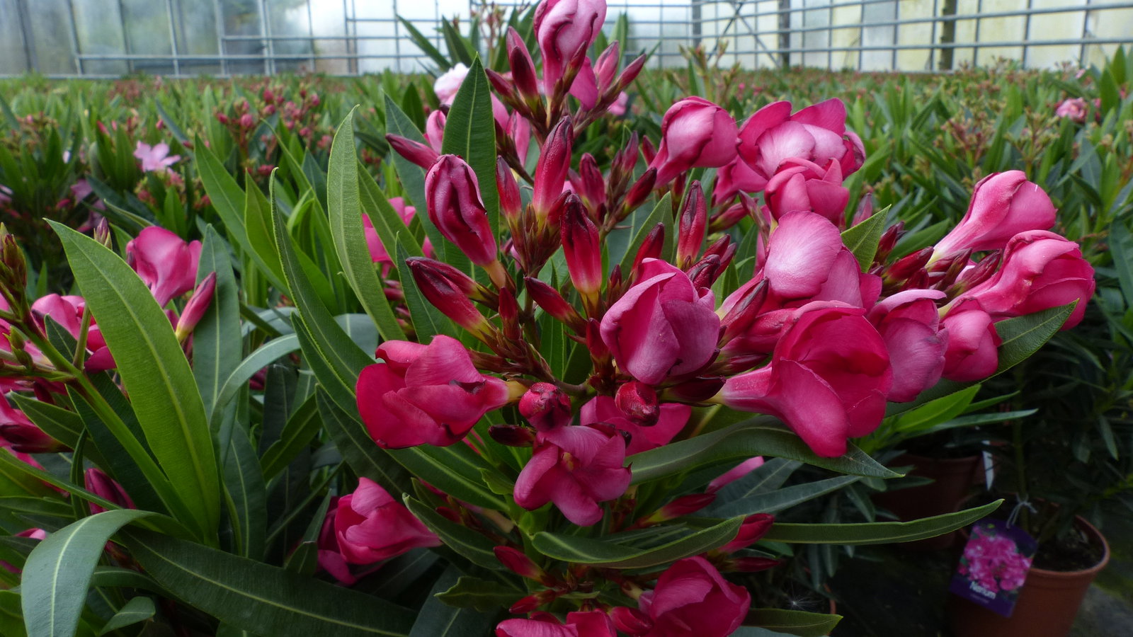 Oleander Busch 65 cm Nerium Rosenlorbeer Premium rot oder rosa