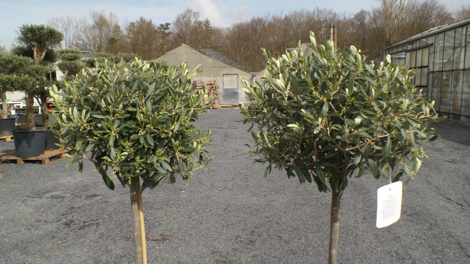 Olivenbaum Olive 160 - 180 cm Hochstamm, beste Qualität, winterhart
