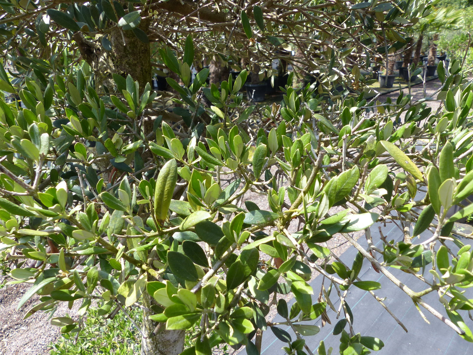 Olivenbaum Olea Europaea als Pon Pon Angebot 130 - 180 cm Bonsai Formgehölz Gartenbonsai Formschnitt winterhart