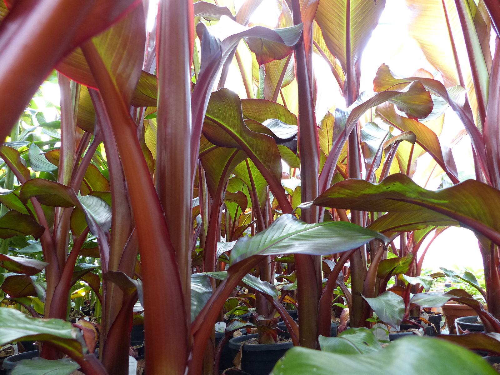Ensete Ventricosum Maurelli Bananenstaude | Bananenstaude | 140 - 170 cm