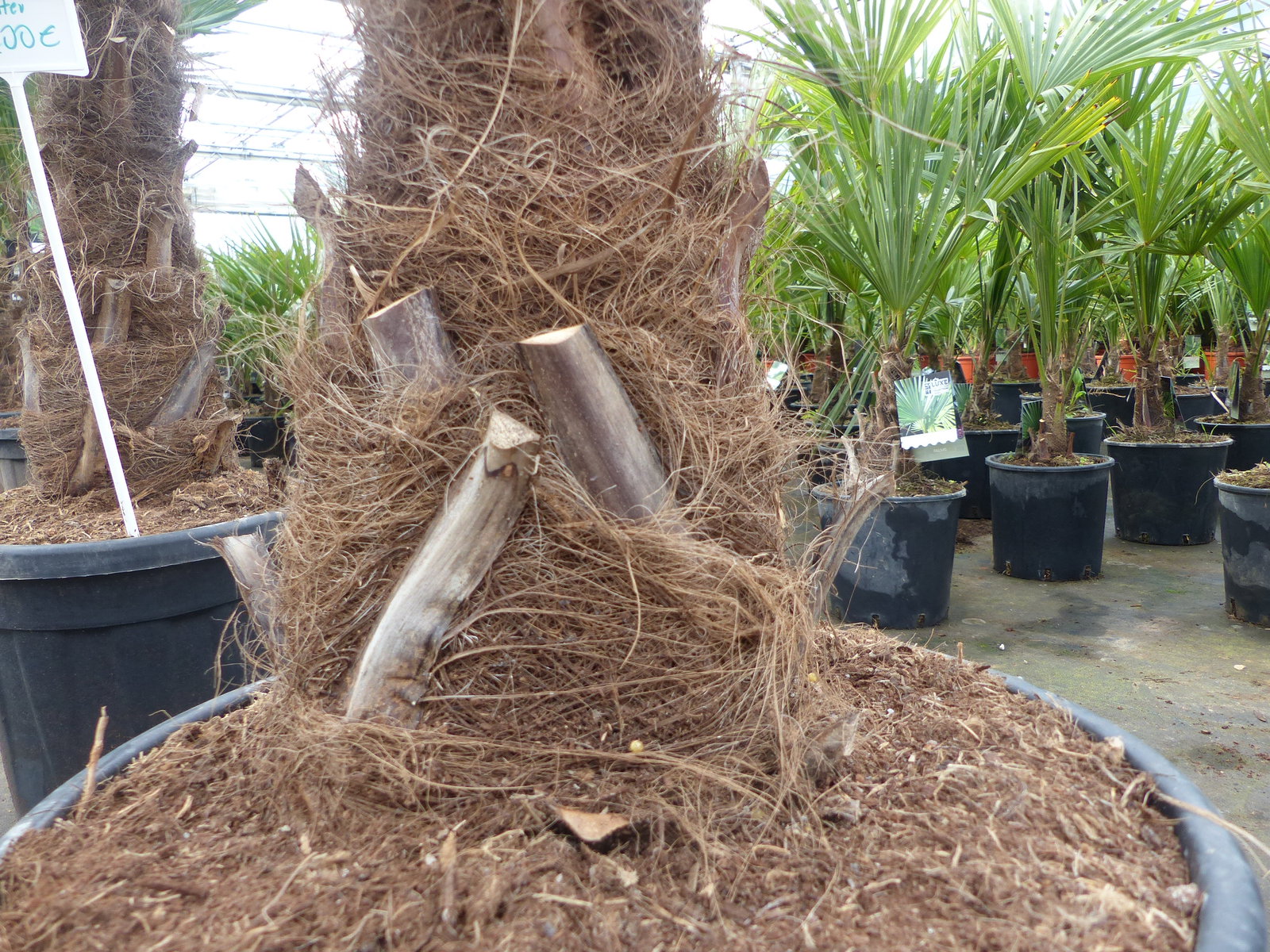 3 Stück im Palmenset Trachycarpus fortunei dicke Stämme 200 cm Hanfpalme, winterharte Palme bis -18°C