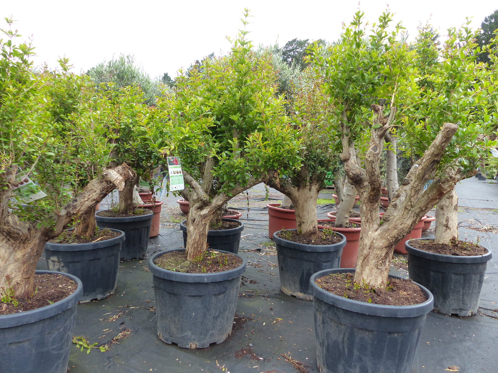 Punica Granatum 160 - 190 cm, uriger, alter & knorriger Granatapfelbaum | Stamm Ø 40-50