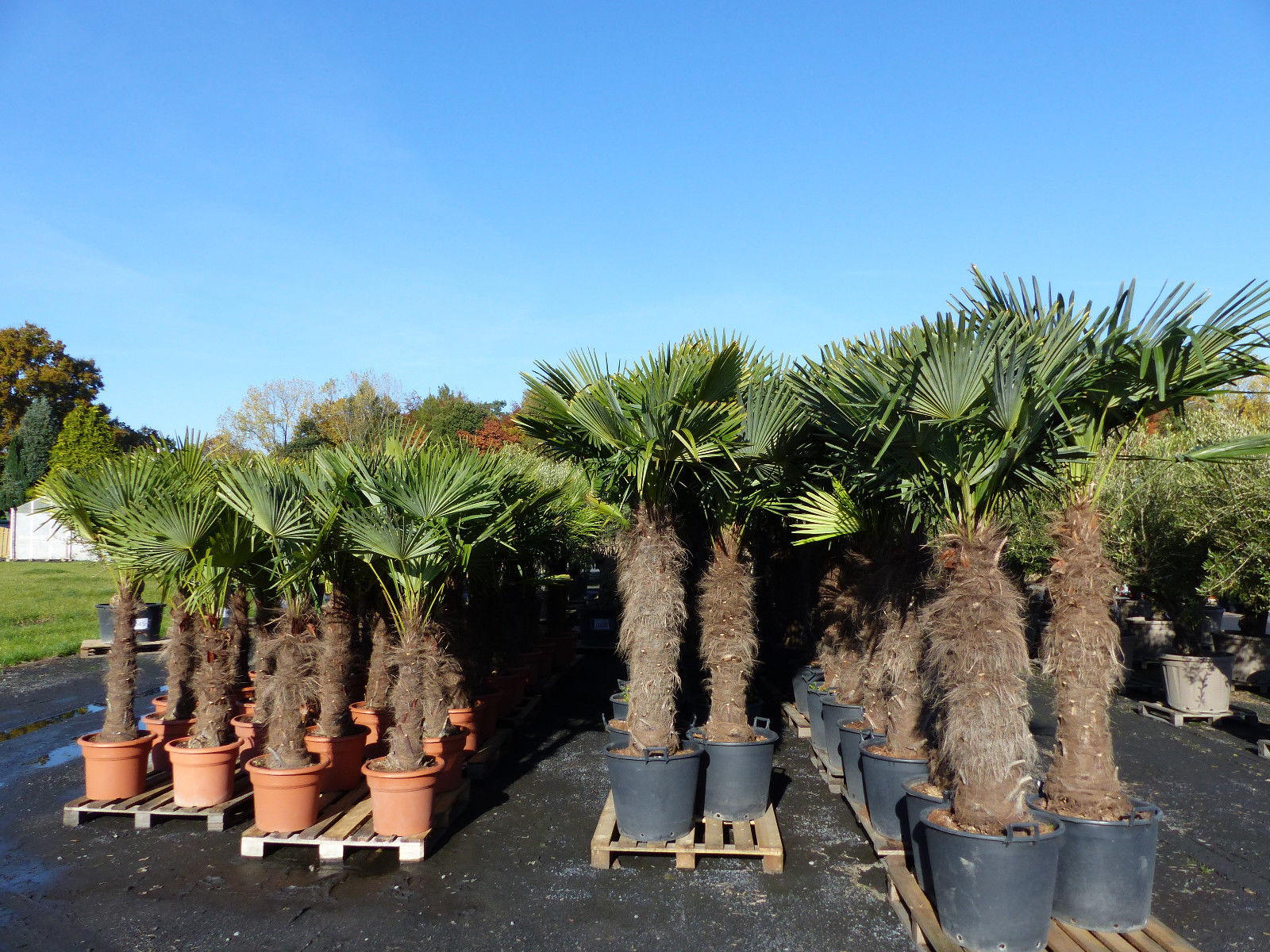 XXXXL 240 - 270 cm Trachycarpus fortunei 130-150 cm Stamm Hanfpalme, winterharte Palme bis -18°C