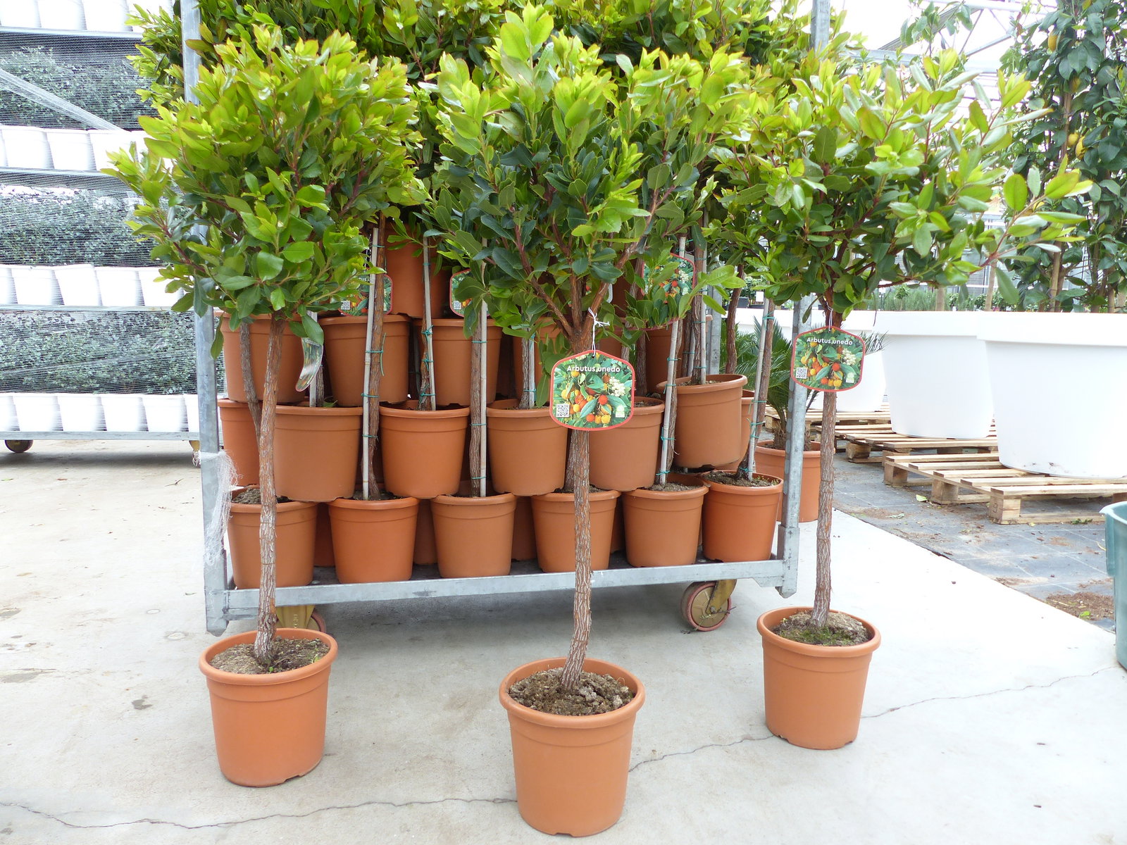 Erdbeerbaum | 120 cm | Arbutus unedo | veredelt | Premiumqualität | winterhart | fruchtreif