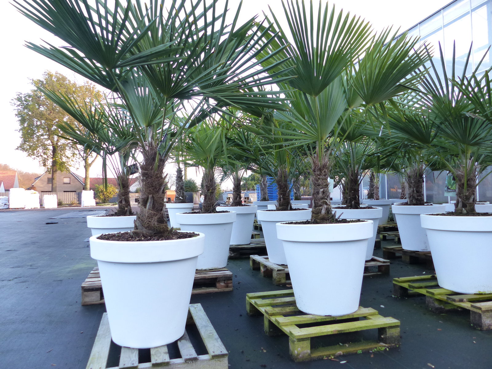 XXL Palme winterhart inkl. Pflanzkübel weiß, 180 - 220 cm Trachycarpus fortunei, Hanfpalme, Top-Qualität