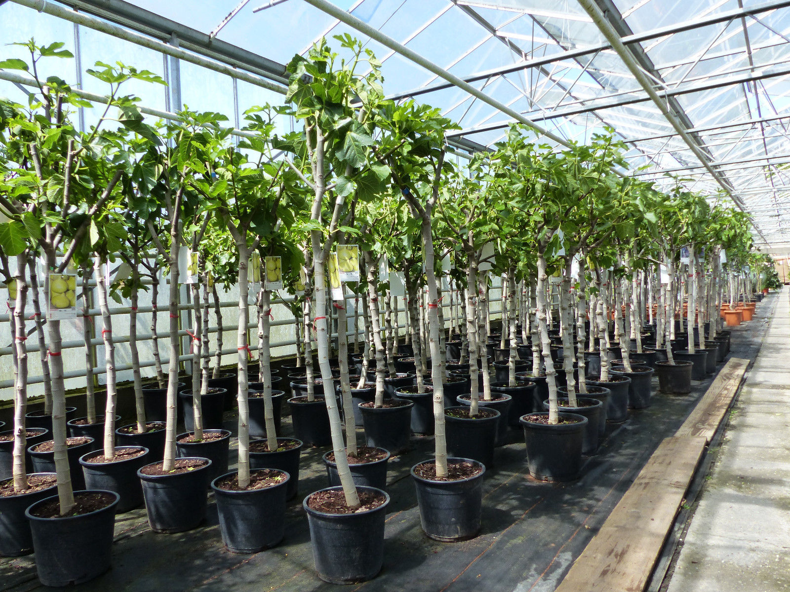 Feigenbaum 150-180 cm Obstbaum winterhart kräftiger Stamm, Ficus Carica, Feige, Obst