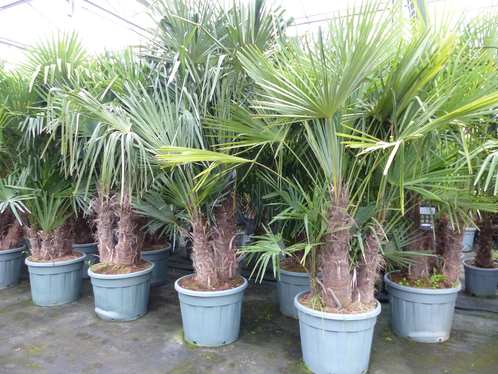 Trachycarpus Fortunei Gruppe mehrstämmig Palme, winterhart 220 - 260 cm Palmengruppe 3 - 5 Stämme