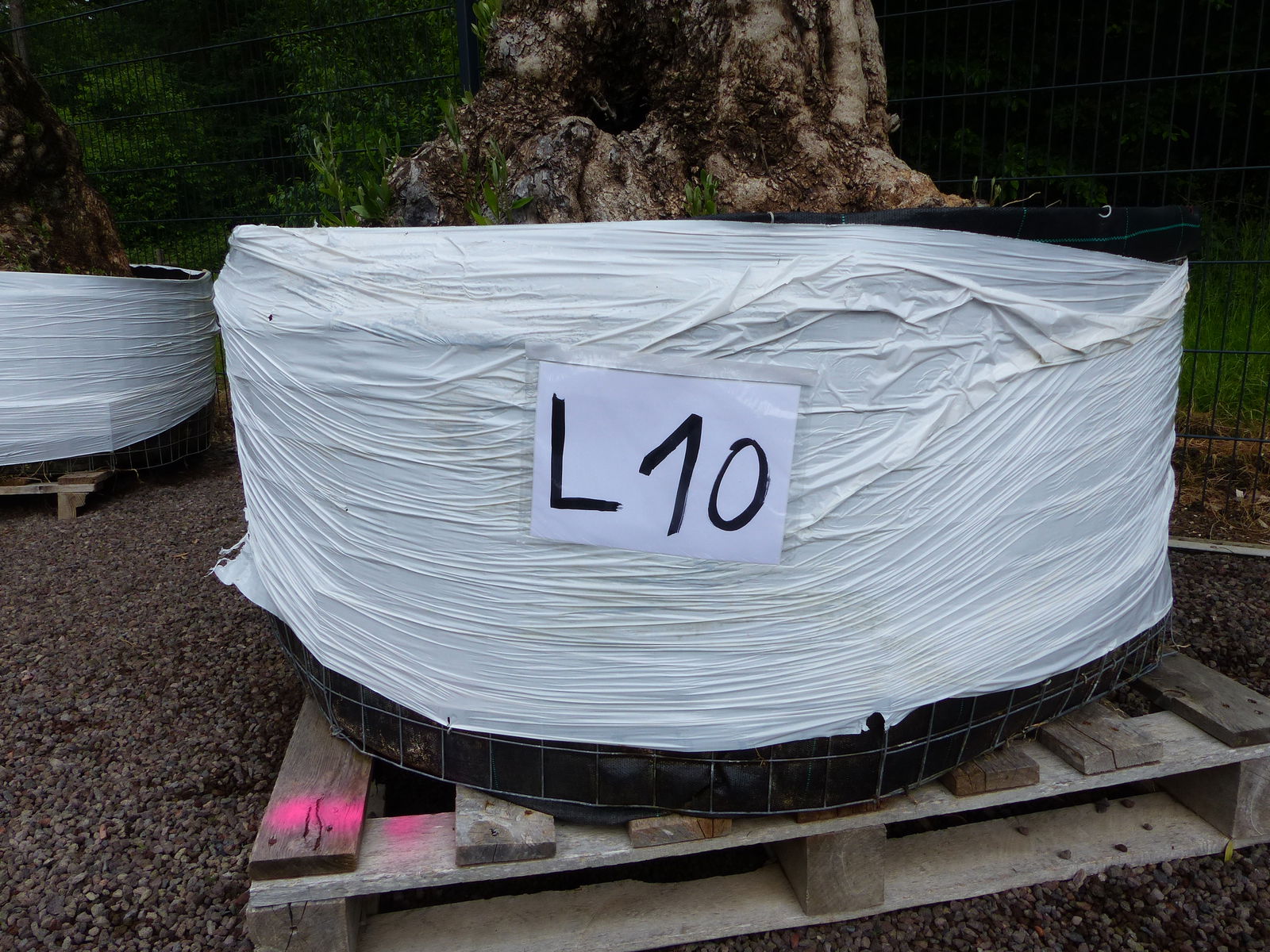 genau dieser Baum L10 Olivenbaum 240 cm, knorrige alte urige Olive winterhart