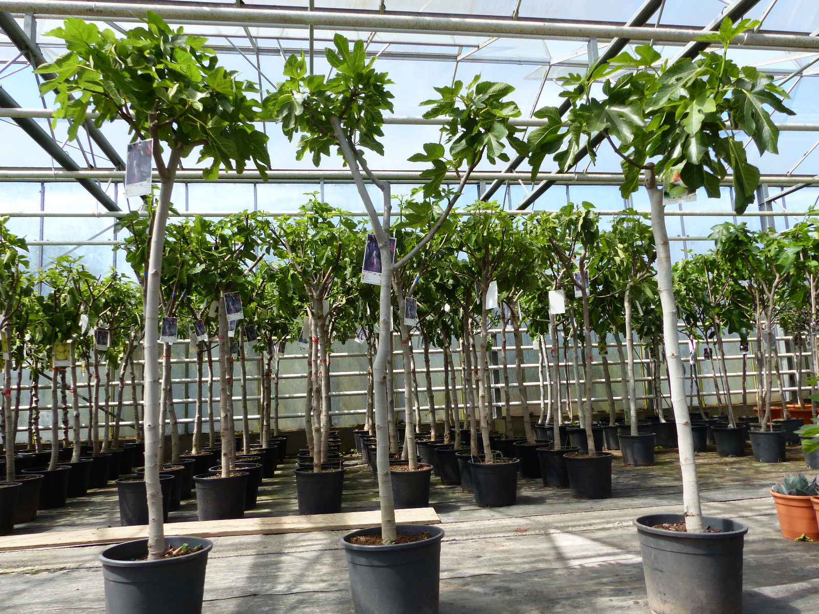 Feigenbaum 150-180 cm Obstbaum winterhart kräftiger Stamm, Ficus Carica, Feige, Obst