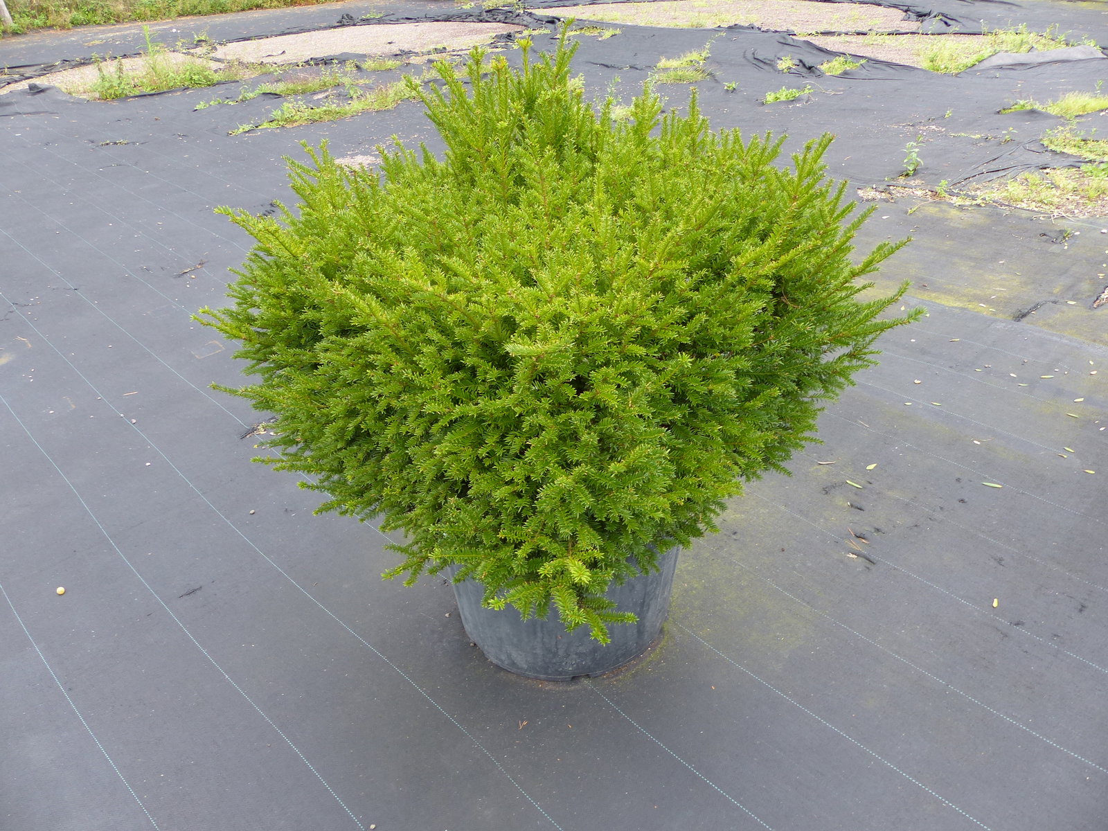 Taxus Baccata Eibe 110 cm kräftiger Busch, winterhart und robust