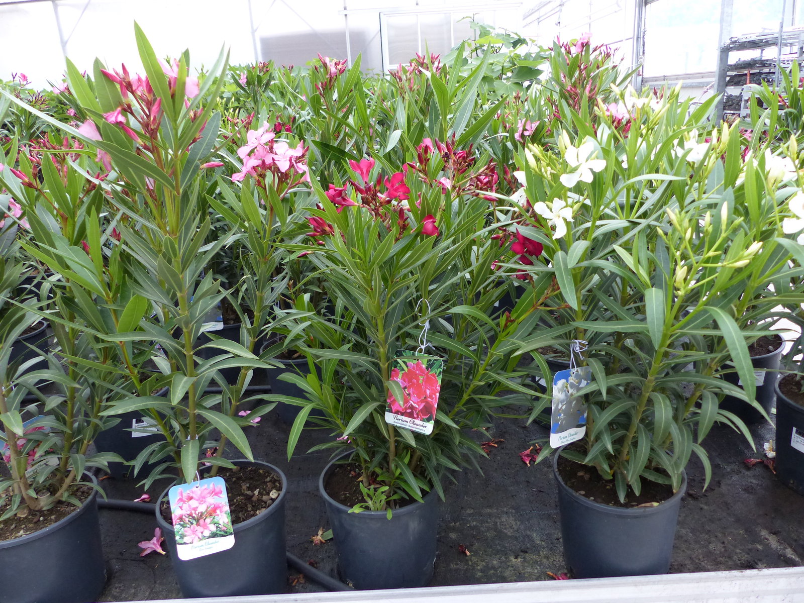 Oleander Busch 80 cm Nerium Rosenlorbeer Premium rot, rosa oder weiß