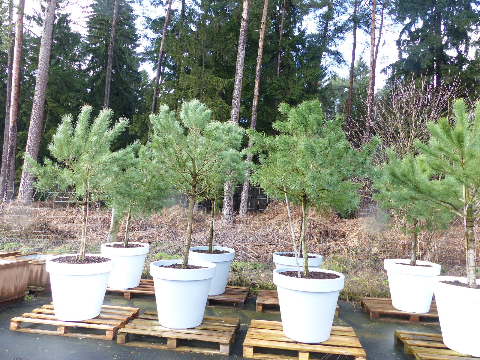 Pinus Pinea Mittelmeerkiefer 250 cm inkl. Pflanzkübel Ø80cm Pinie Kiefer Stamm Premium XL Stamm, winterhart