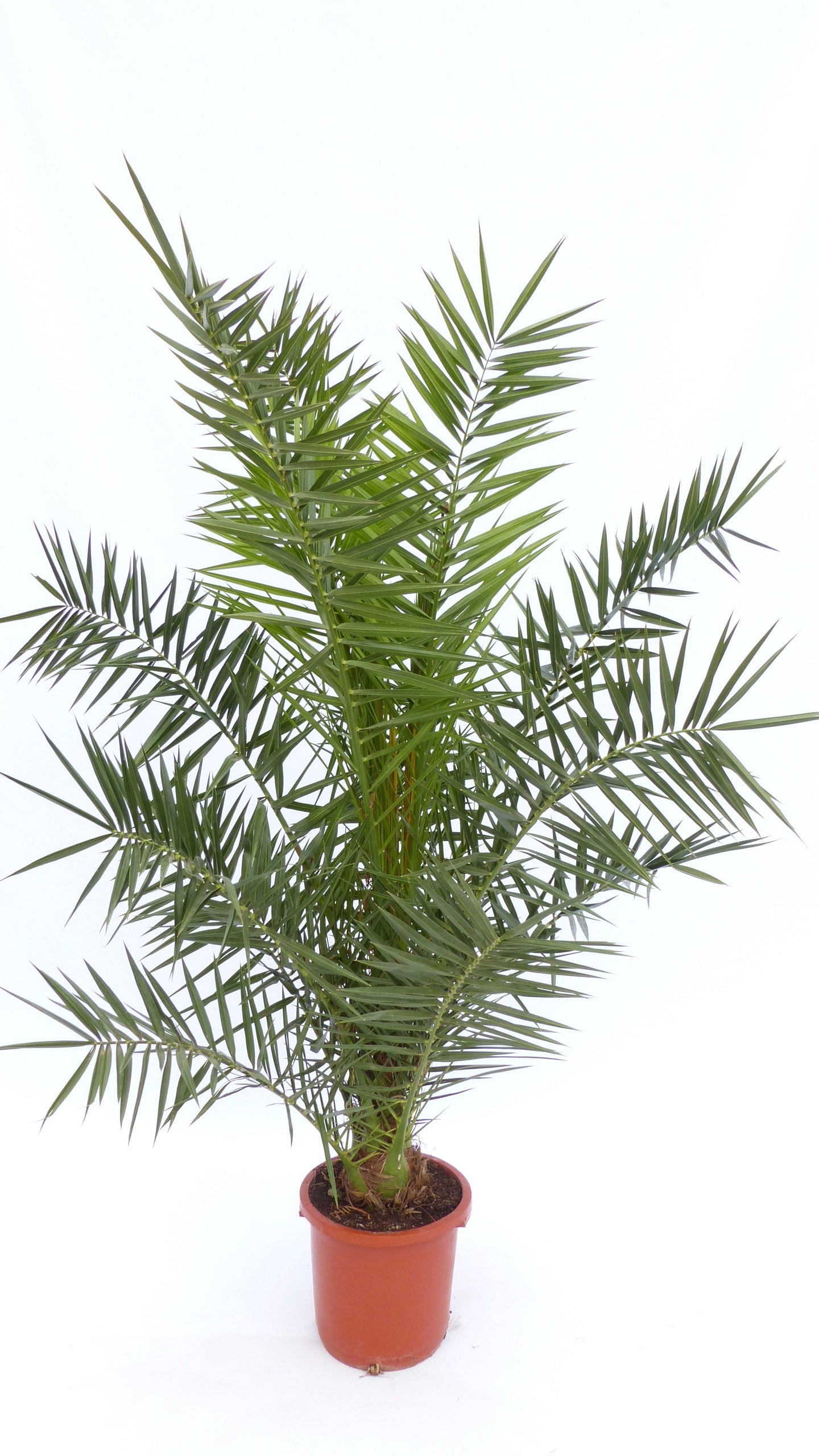 4 Stück Palme XXL 190 - 230 cm Phoenix canariensis, kanarische Dattelpalme,