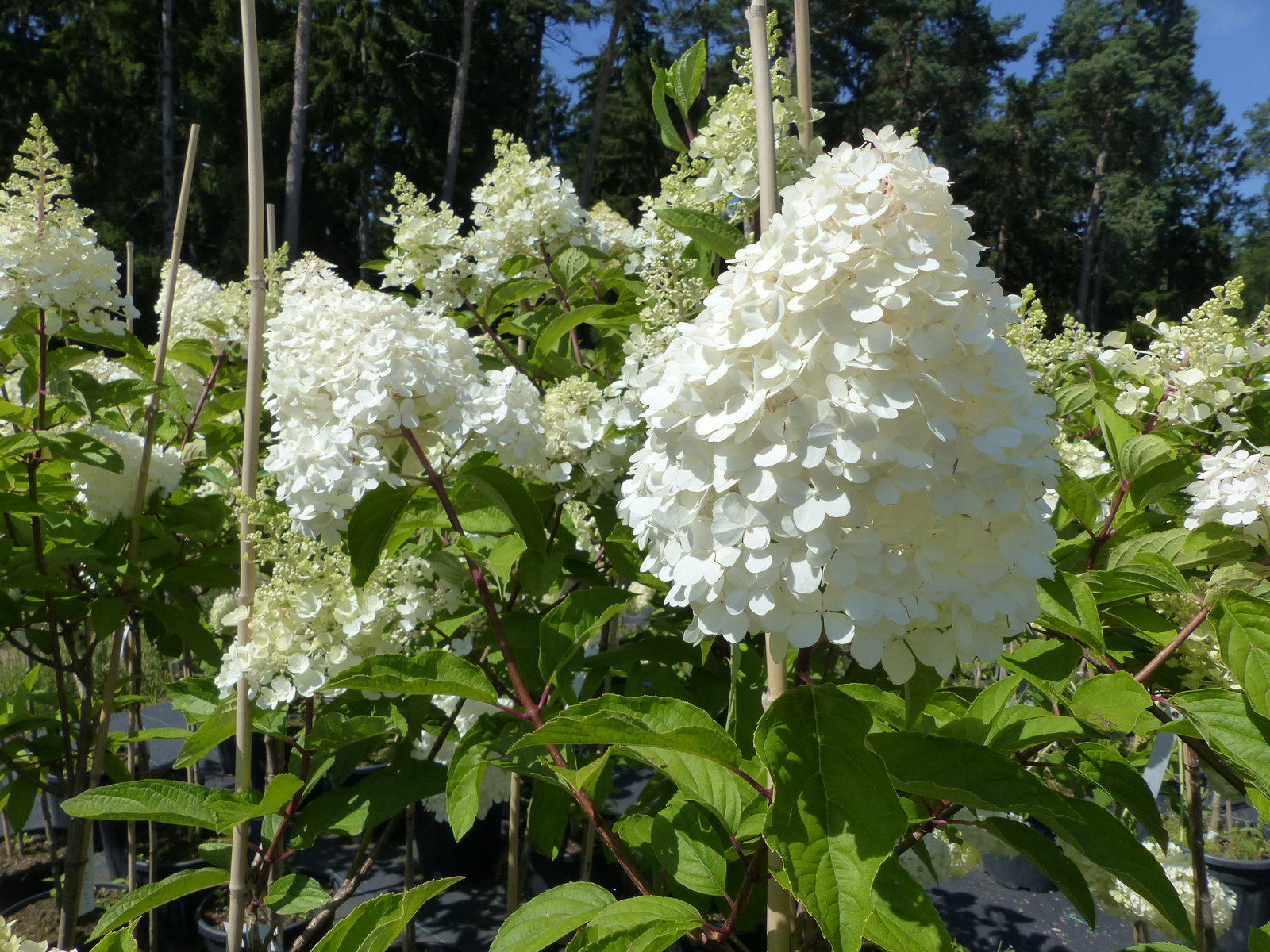 Hortensie Rispenhortensie Stamm 150 - 180 cm Candlelight weiß Hydrangea Paniculata winterhart