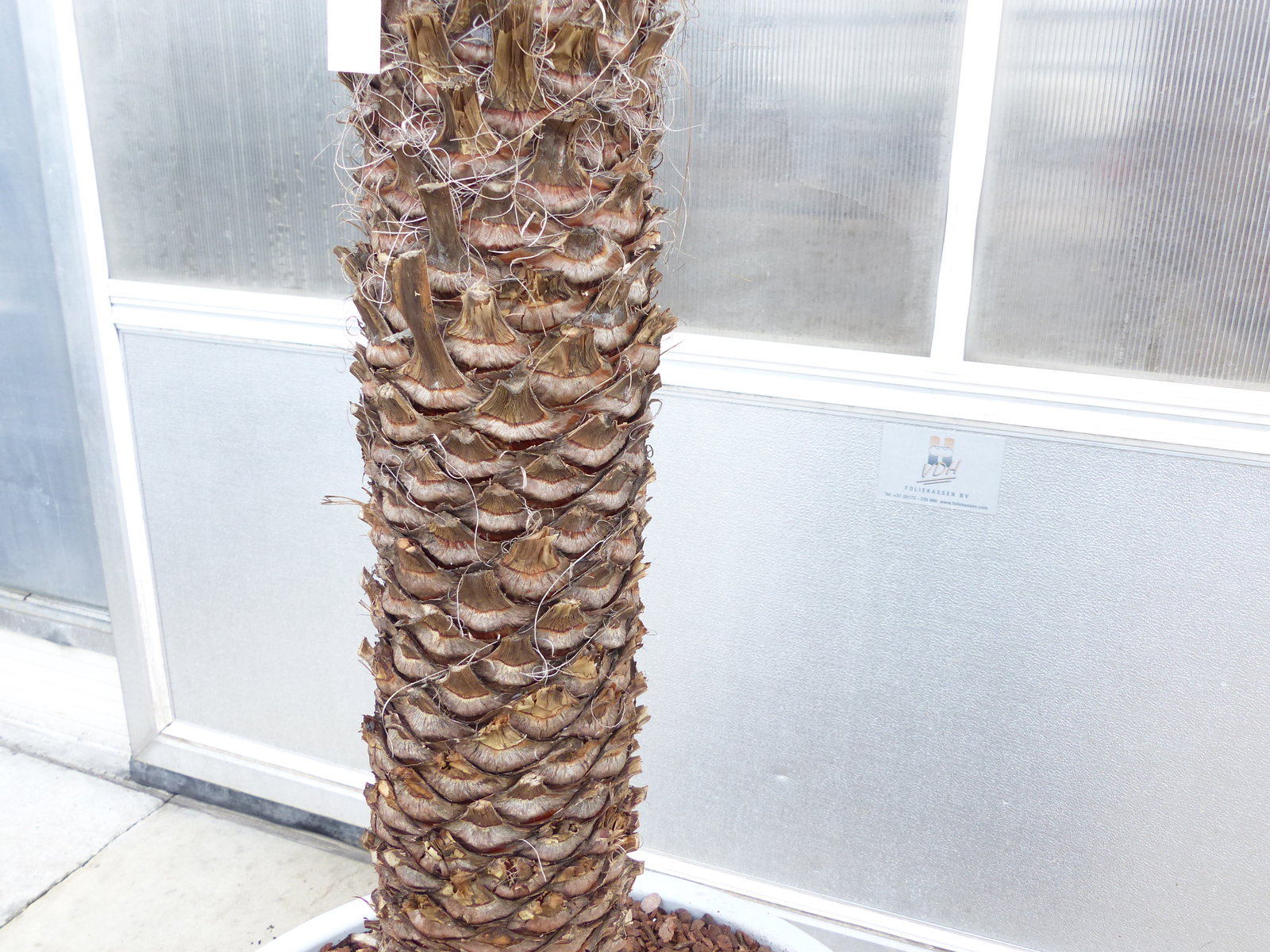 Yucca Filifera, 158 cm Stamm 78 cm Tambasi Yucca, winterhart -13 Grad