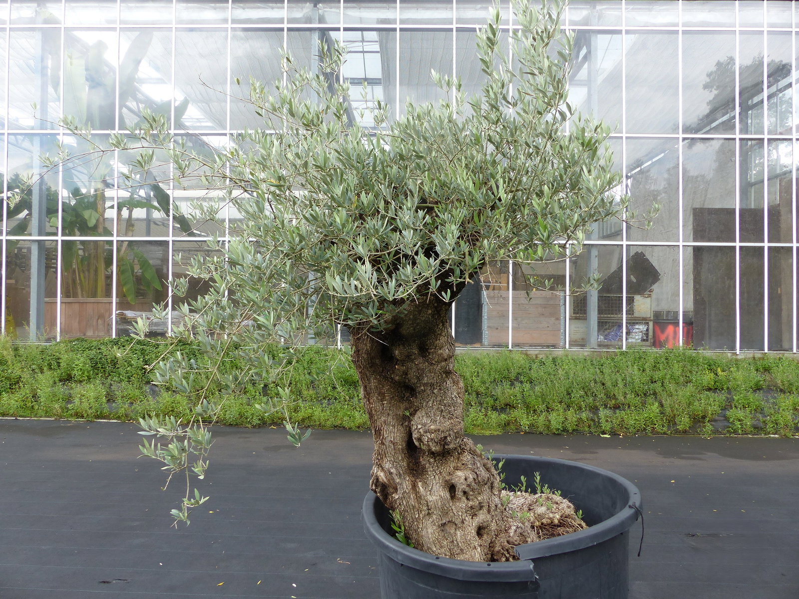 exakt dieser Baum Nr. 24W, 220 cm, Olivenbaum 'Angebot' knorrige alte urige Olive winterhart