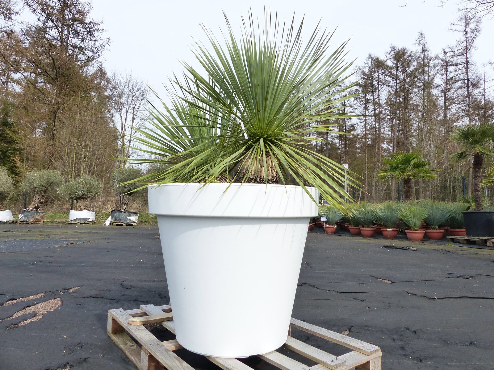 Yucca Rostrata 140 cm | Stamm 25 cm | im Pflanzkübel Ø80 cm Weiß winterhart