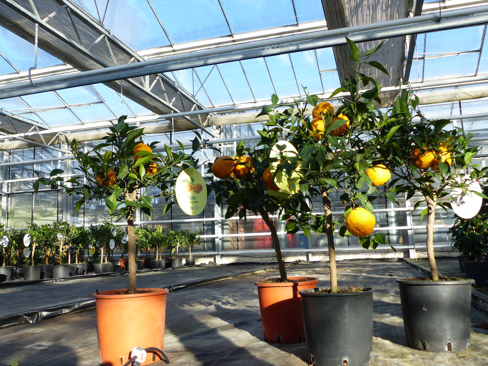 Citrus Yuzu 70 - 80 cm, Zitronenbaum Zitrone, japanische Zitrone, winterhart