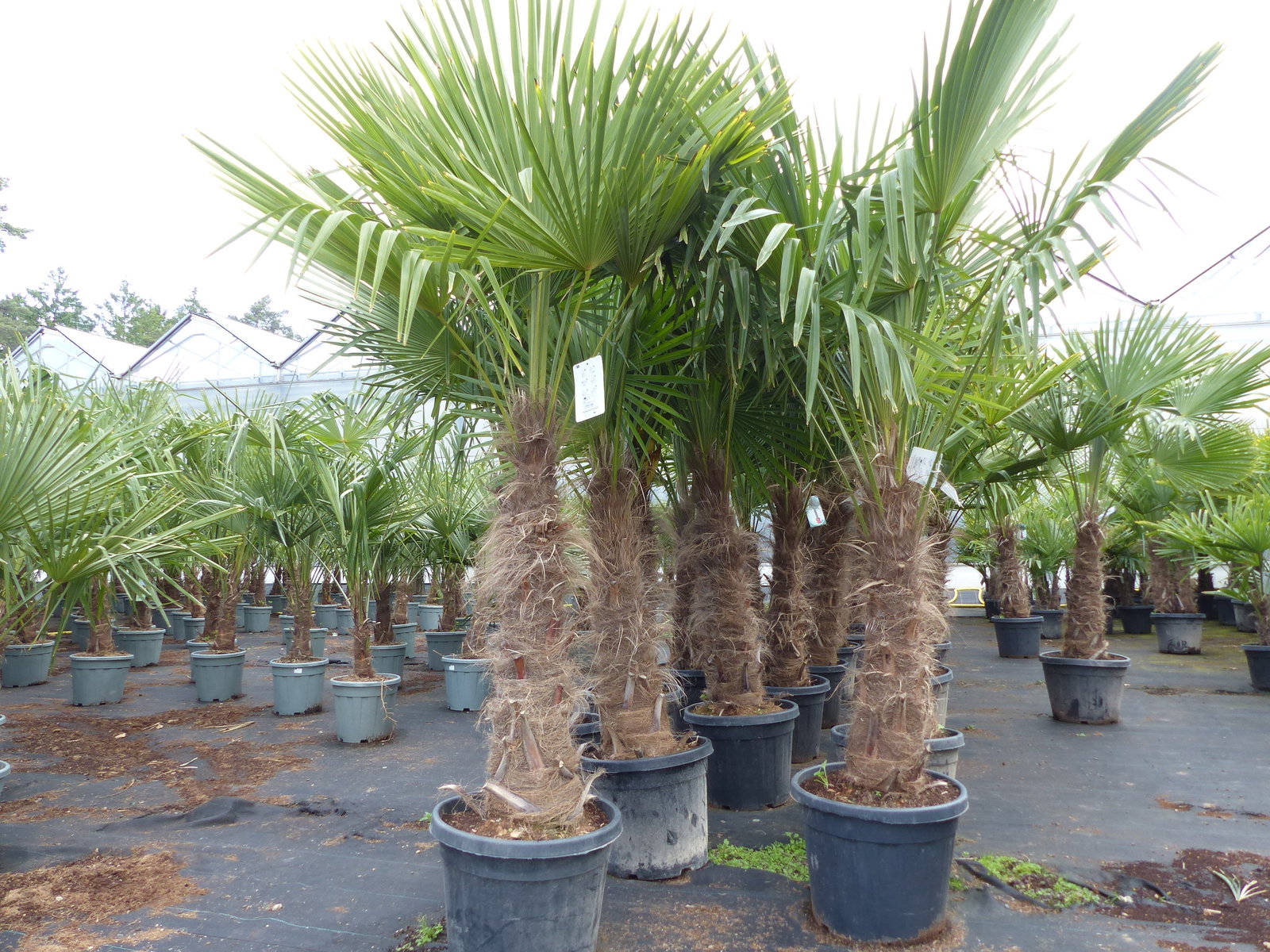 Trachycarpus fortunei, 70 - 100 cm Stamm, 210 - 250 cm Hanfpalme, winterharte Palme bis -18°C