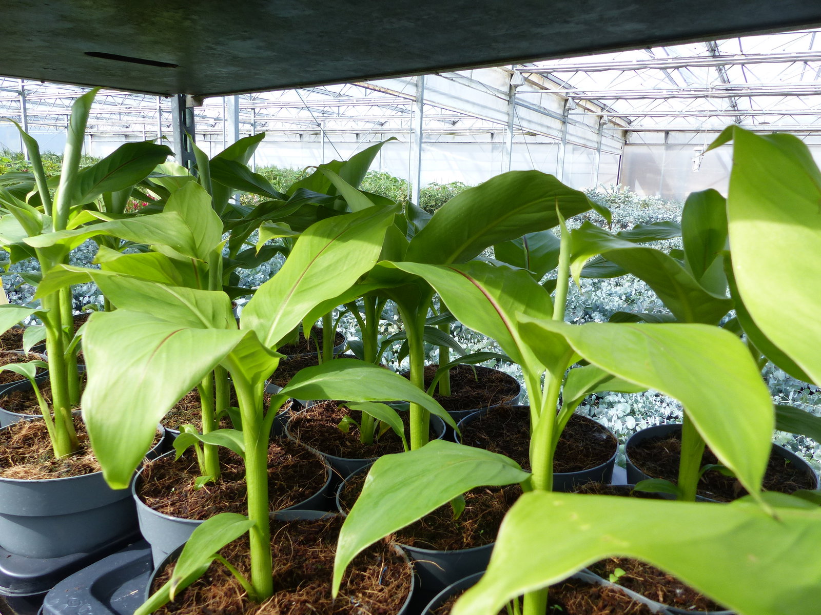 Bananenstaude Musa Basjoo 60 - 80 cm winterhart Staude japanische Faserbanane