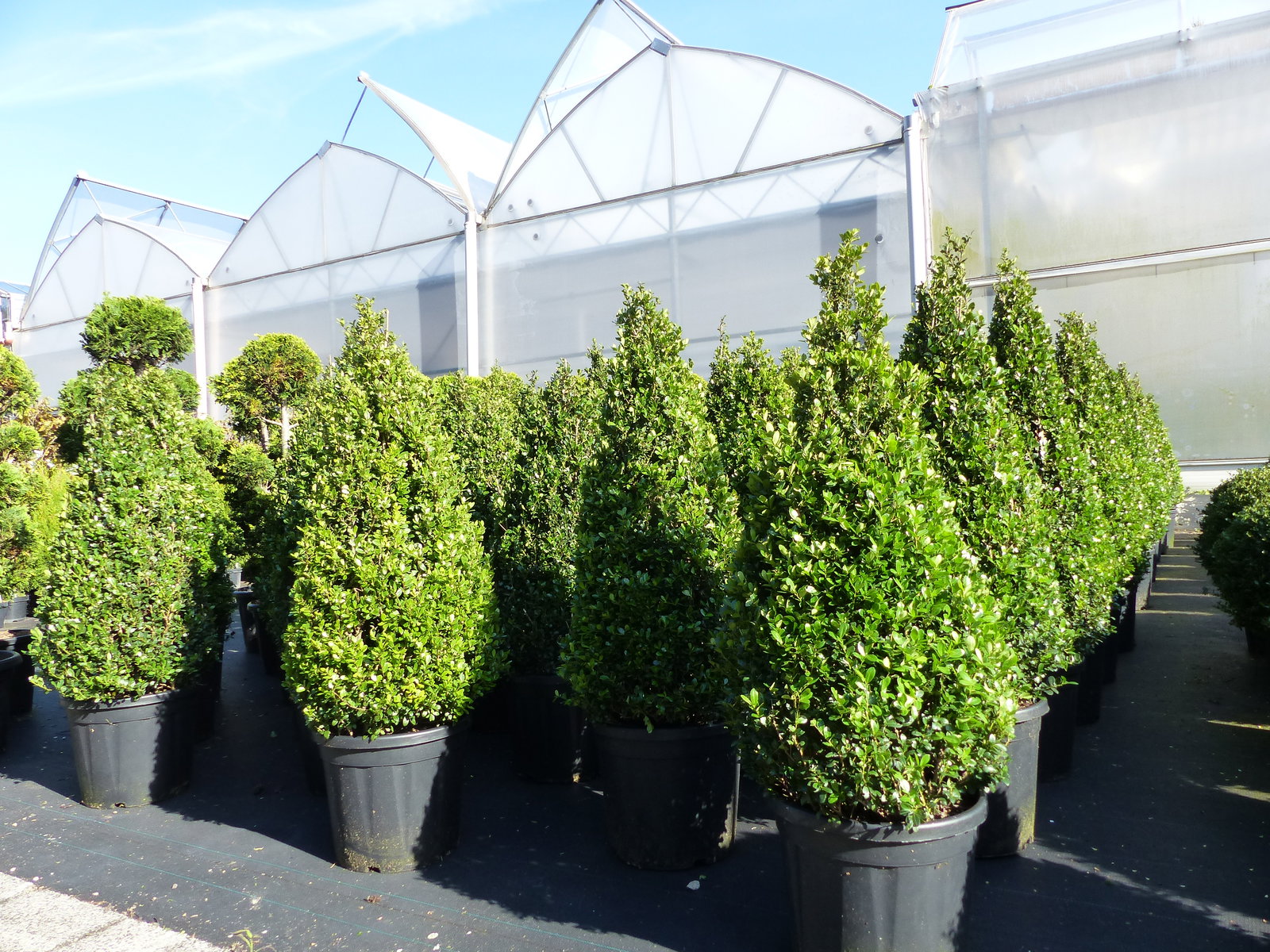 2 Stück Ilex crenata Caroline Upright Pyramide 130 - 150 cm Kegel Buchsbaum Ersatz winterhart + robust